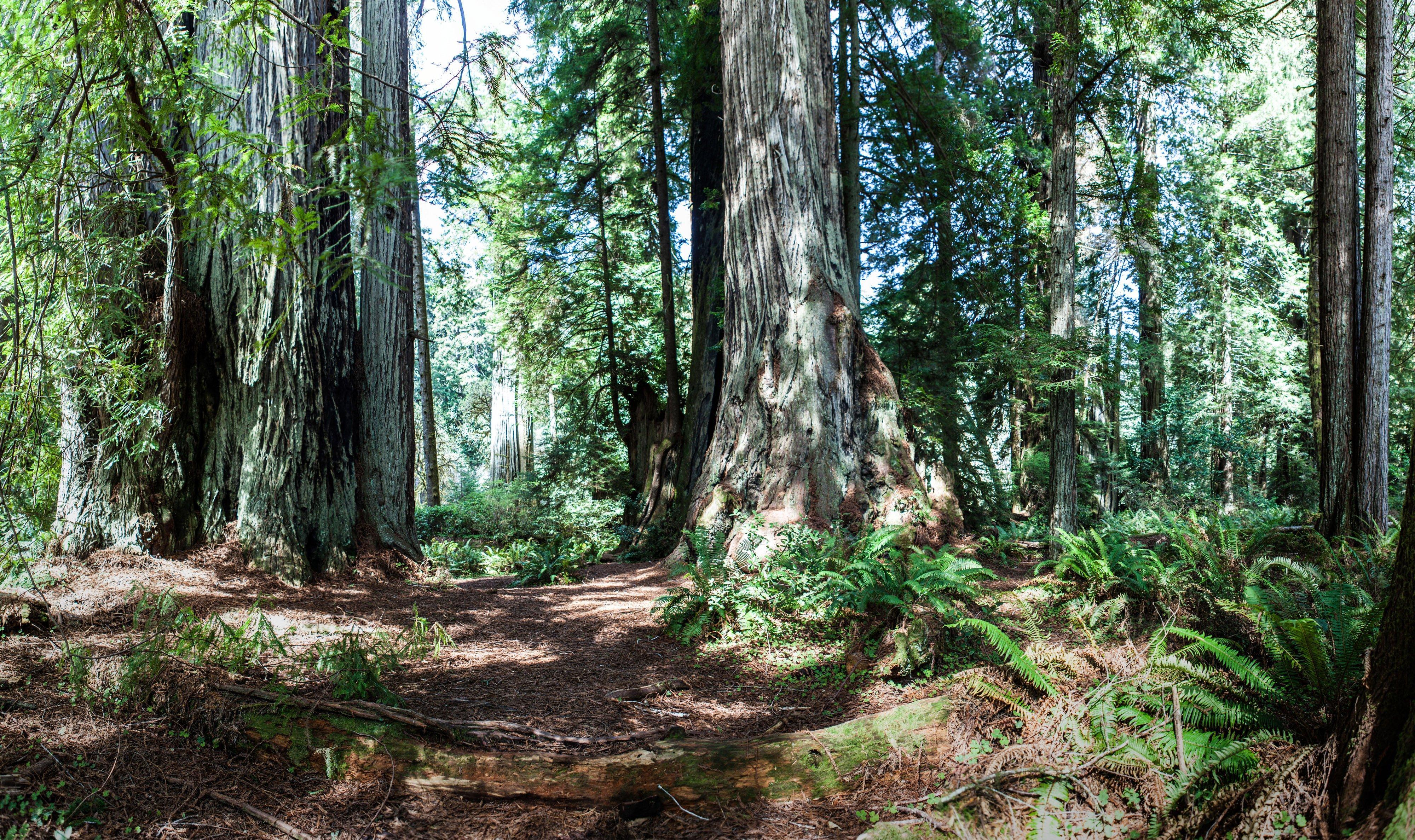 Holiday Inn Express Redwood National Park By Ihg Klamath Exterior foto