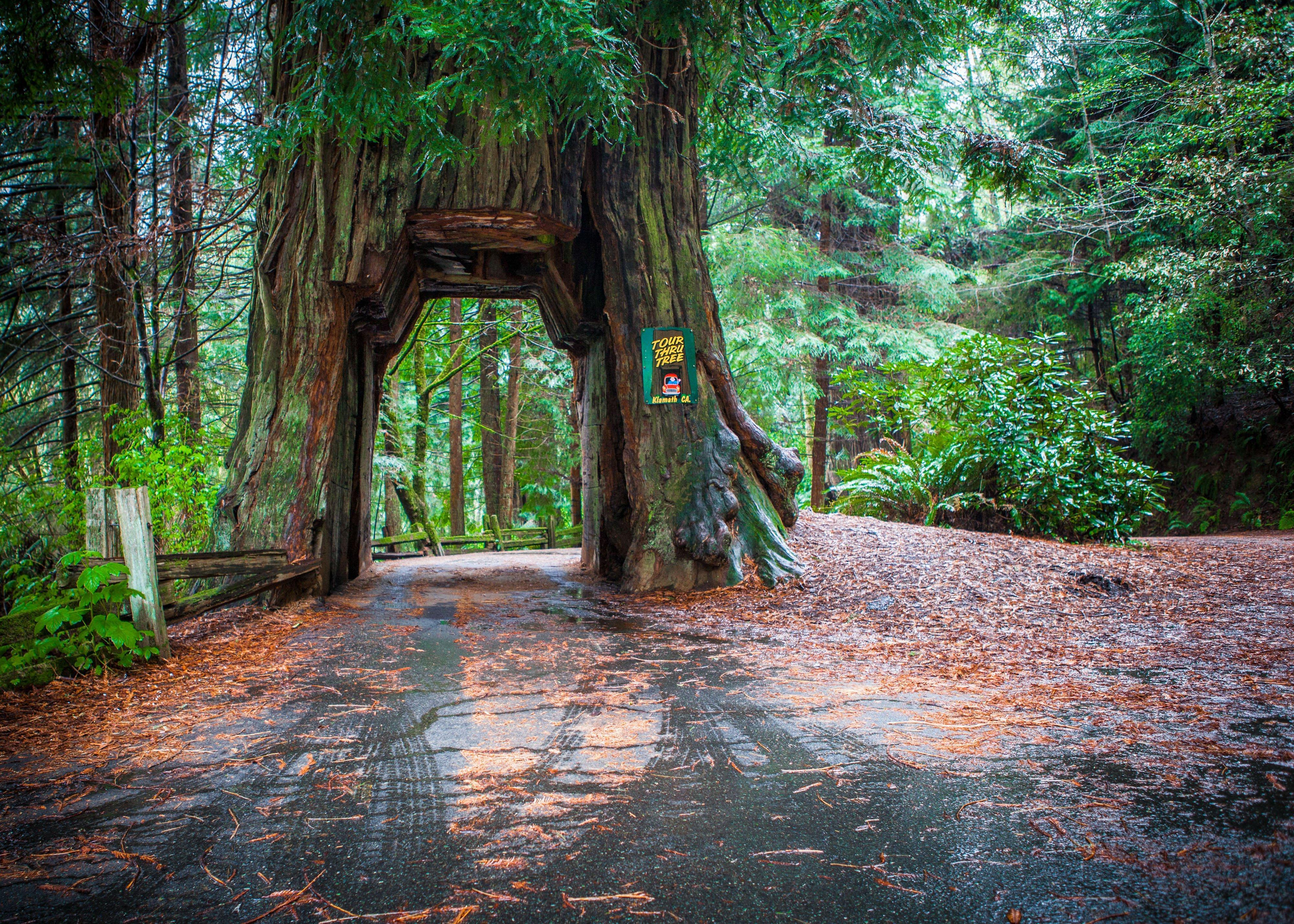Holiday Inn Express Redwood National Park By Ihg Klamath Exterior foto
